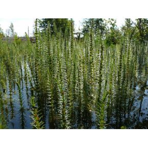 Plante Aquatique Hippuris vulgaris en touffe