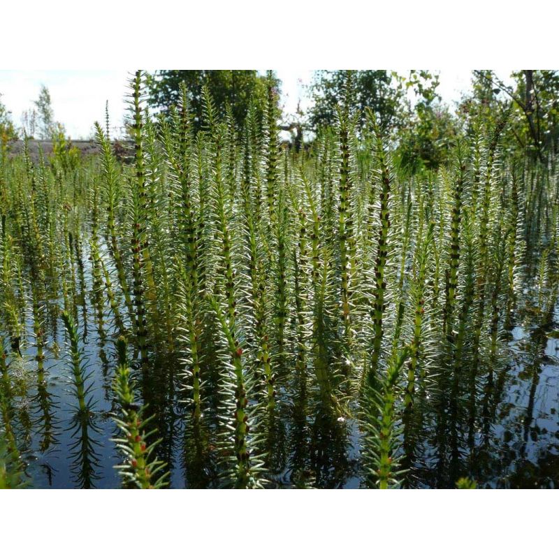 Plante Aquatique Hippuris vulgaris en touffe