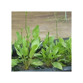 plante aquatique Alisma parviflora