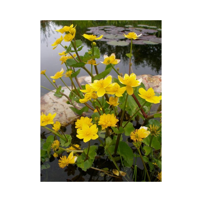 Fleurs Plante Aquatique Caltha polypetala