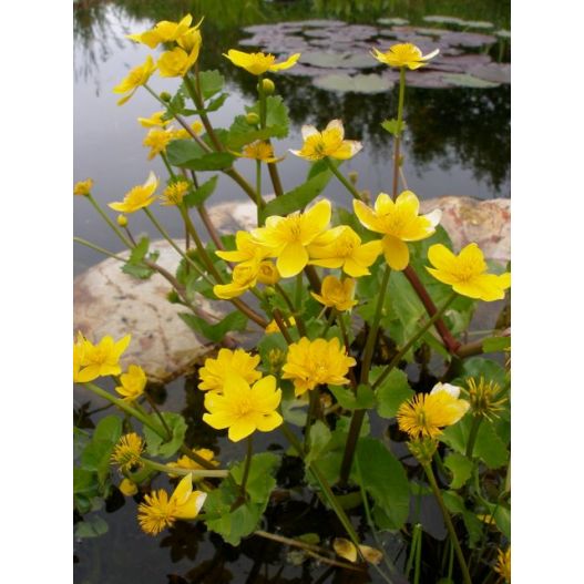 Fleurs Plante Aquatique Caltha polypetala