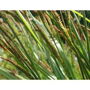 Zoom Plante Aquatique Carex acuta