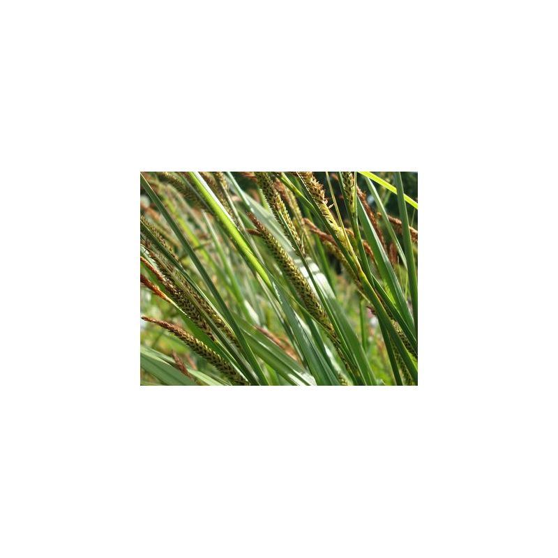 Zoom Plante Aquatique Carex acuta