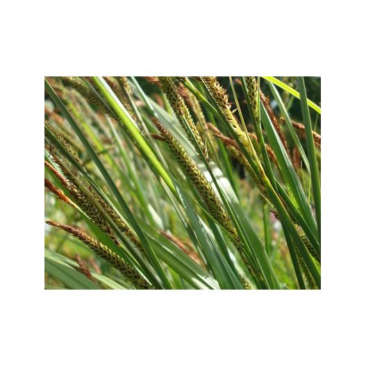 Zoom Plante Aquatique Carex acuta