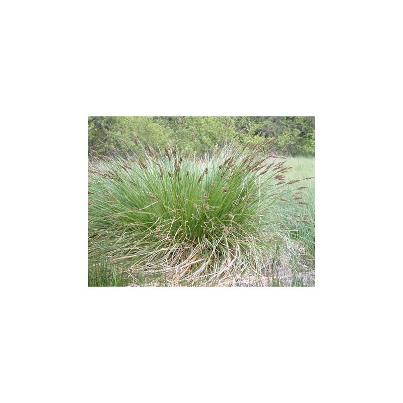 Plante Aquatique Carex paniculata