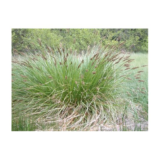 Plante Aquatique Carex paniculata