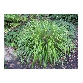 Plante Aquatique Carex pendula