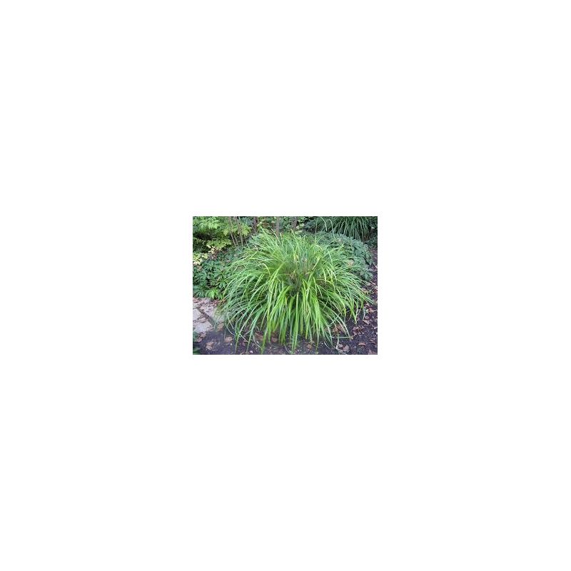 Plante Aquatique Carex pendula