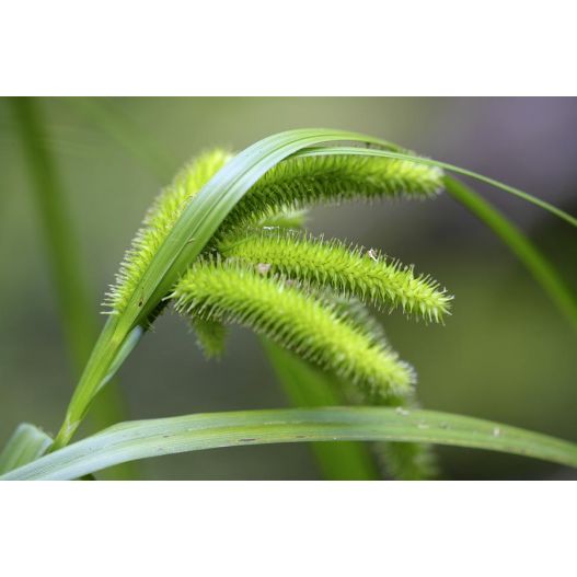 Zoom Plante Aquatique Carex pseudocyperus