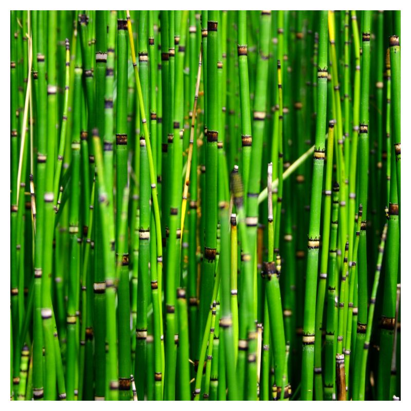 Plante Aquatique Equisetum americanum