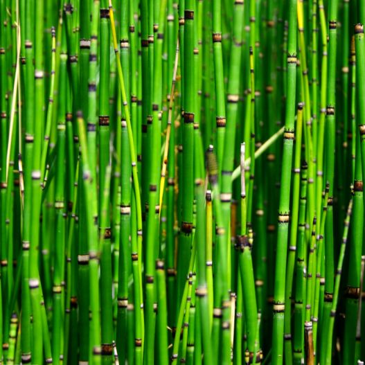 Plante Aquatique Equisetum americanum