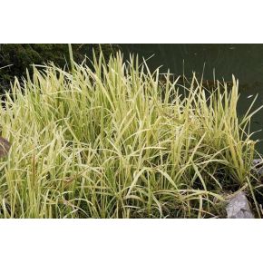 Plante Aquatique Glyceria aquatica variegata