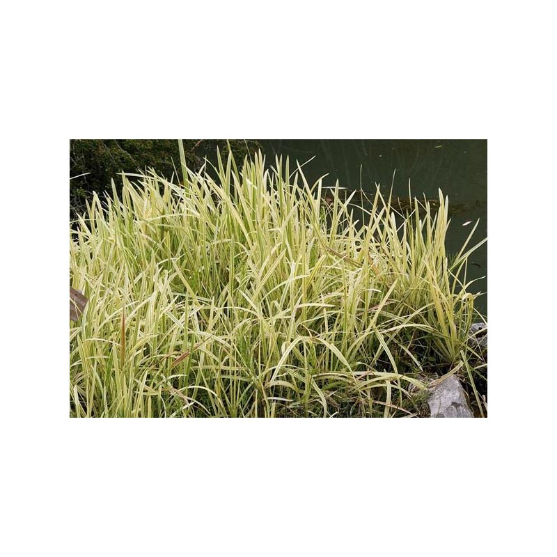 Plante Aquatique Glyceria aquatica variegata