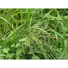 Zoom Plante Aquatique Glyceria maxima