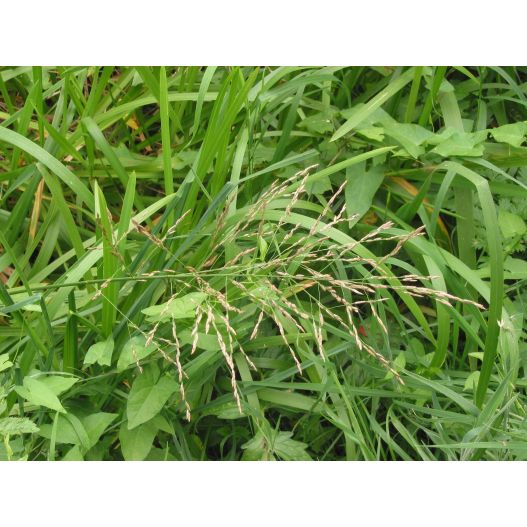 Zoom Plante Aquatique Glyceria maxima