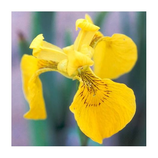 Plante Aquatique Iris pseudacorus