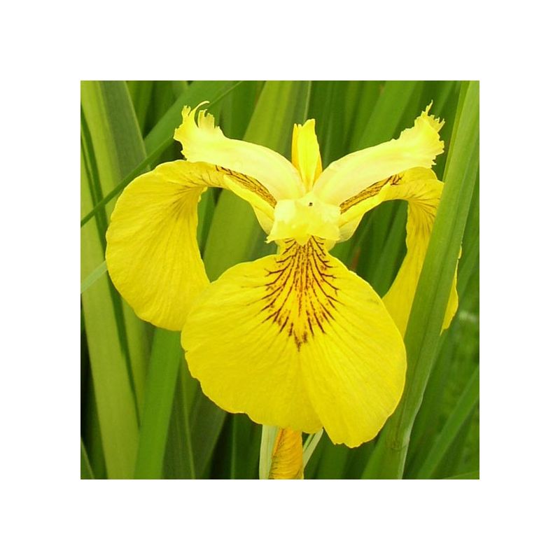 Plante Aquatique Iris pseudacorus variegatas