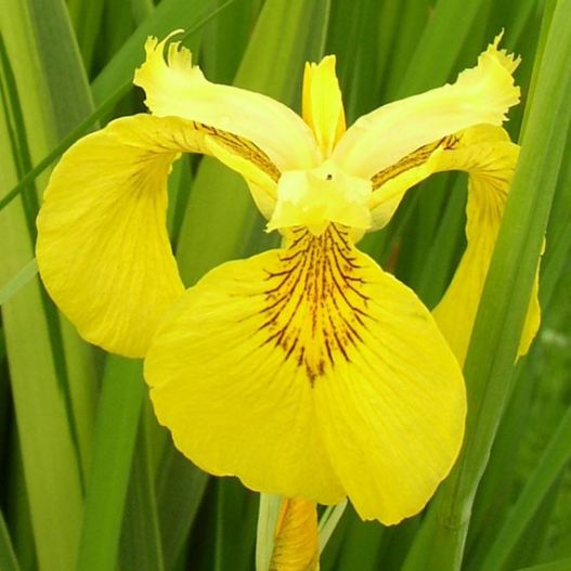 Plante Aquatique Iris pseudacorus variegatas