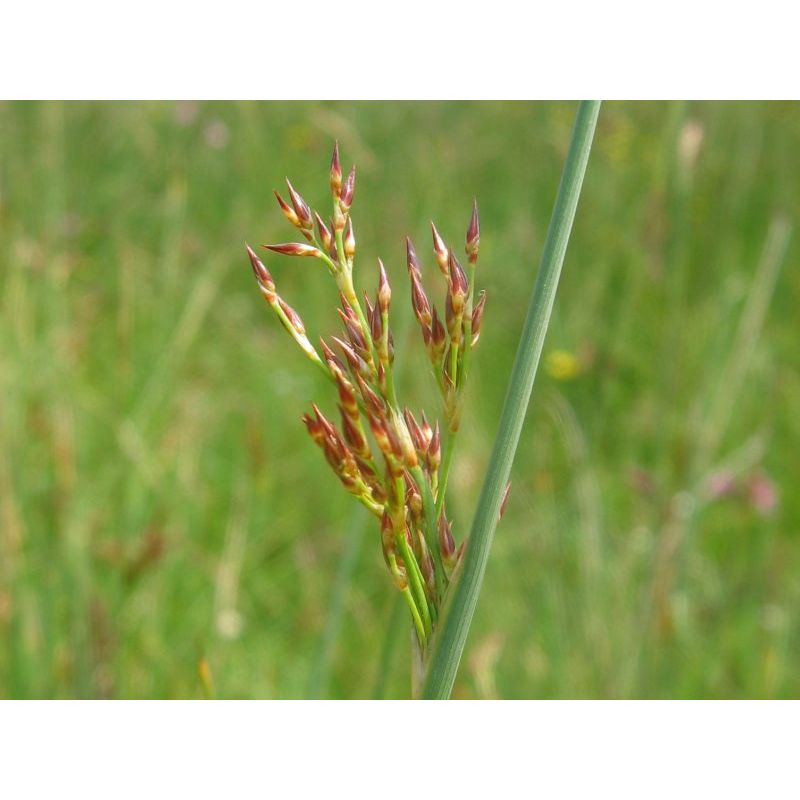 Plante Aquatique Juncus inflexus