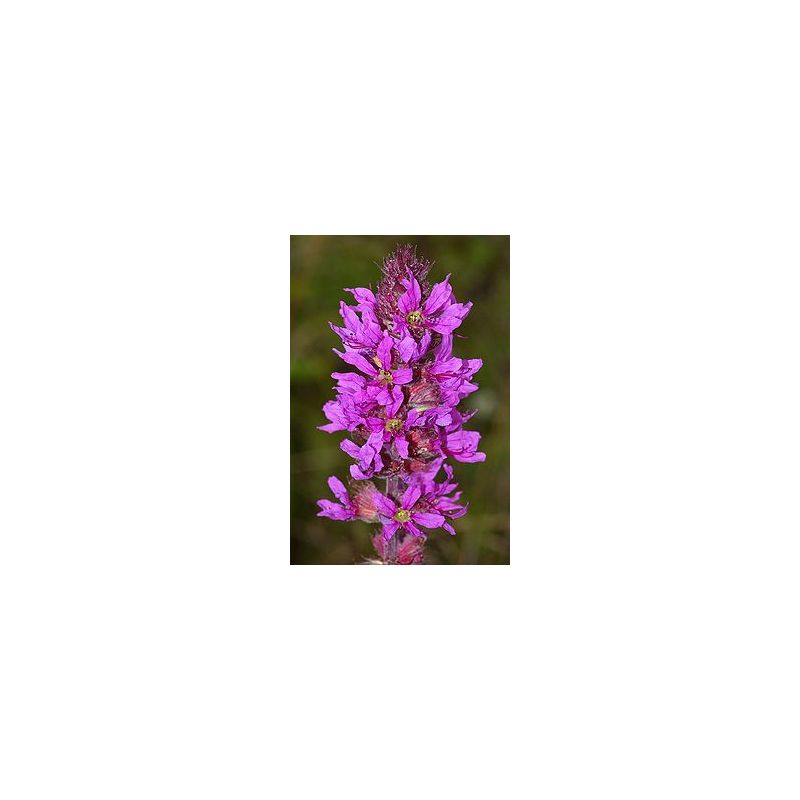 Plante Aquatique Lythrum salicaria