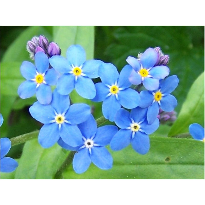 Fleurs Plante Aquatique Myosotis palustris