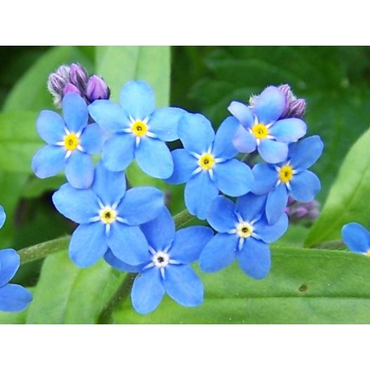 Fleurs Plante Aquatique Myosotis palustris