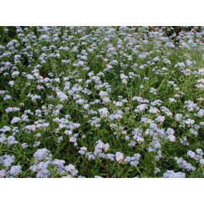 Plante Aquatique Myosotis palustris