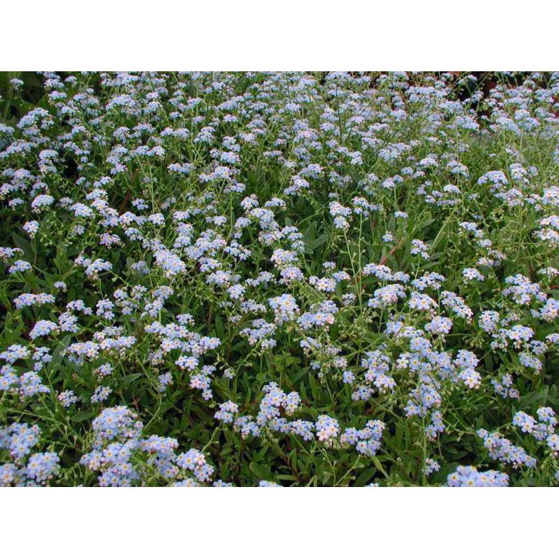 Plante Aquatique Myosotis palustris