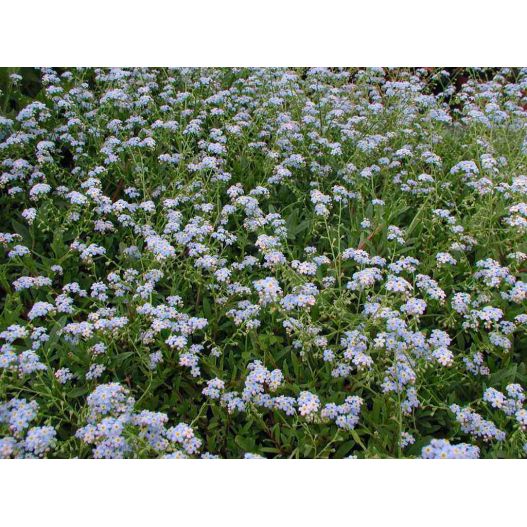 Plante Aquatique Myosotis palustris