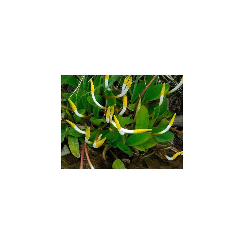 Fleurs Plante Aquatique Orontium aquaticum