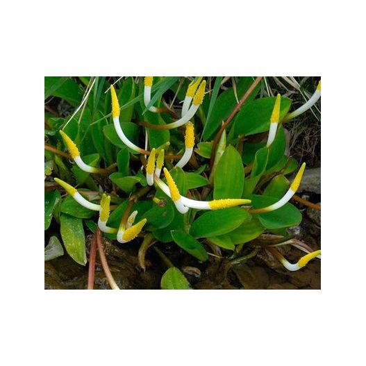 Fleurs Plante Aquatique Orontium aquaticum