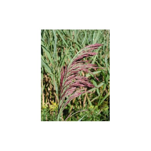 Fleurs Plante Aquatique Phragmites australis