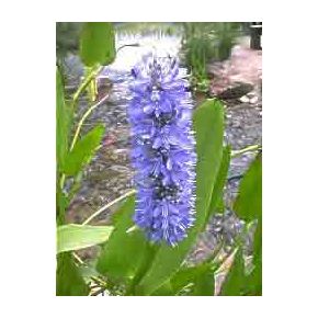 Fleur Plante Aquatique Pontederia cordata