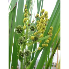 Fleurs Plante Aquatique Sparganium erectum