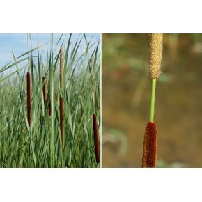 Fleur Plante Aquatique Typha angustifolia