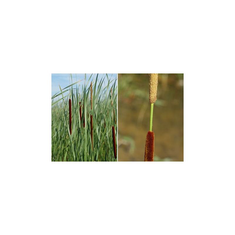 Fleur Plante Aquatique Typha angustifolia