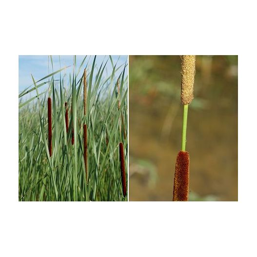 Fleur Plante Aquatique Typha angustifolia