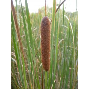 Fleur Plante Aquatique Typha latifolia
