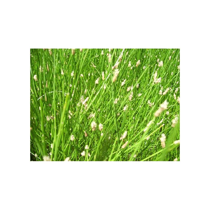 plante aquatique Eleocharis acicularis