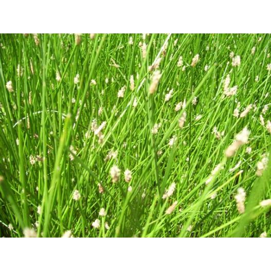 plante aquatique Eleocharis acicularis