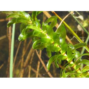 plante aquatique Elodea canadensis