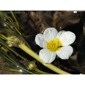 plante aquatique Ranunculus fluitans