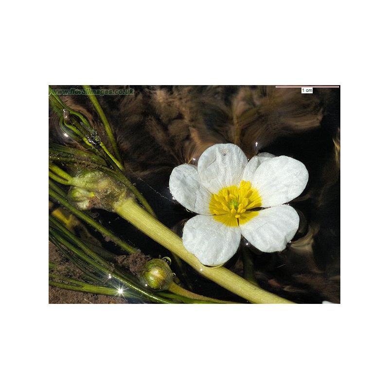 plante aquatique Ranunculus fluitans