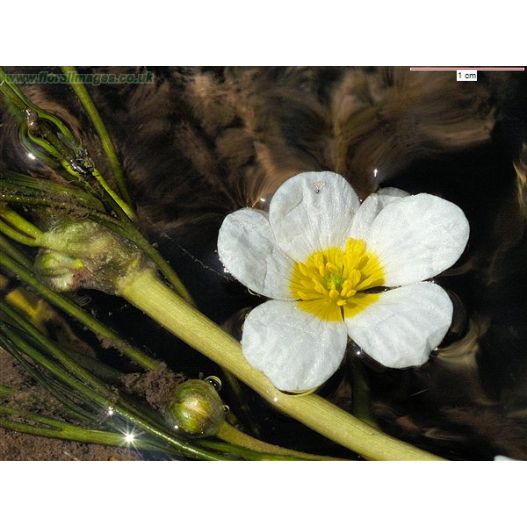 plante aquatique Ranunculus fluitans