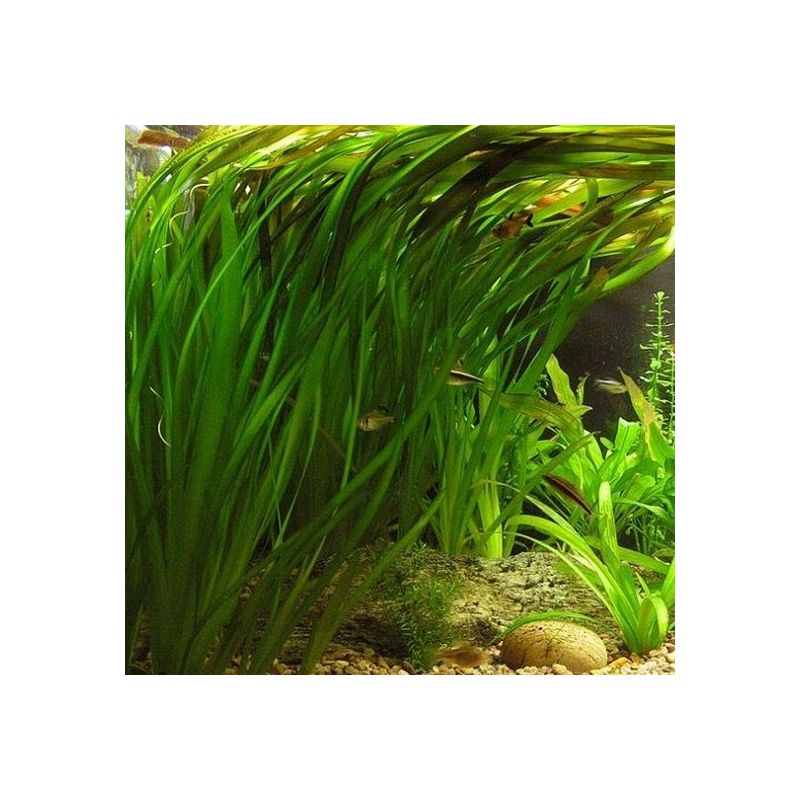plante aquatique Vallisneria gigantea