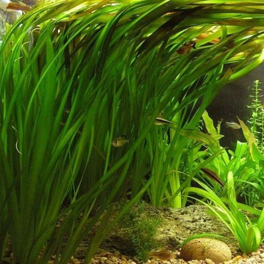plante aquatique Vallisneria gigantea