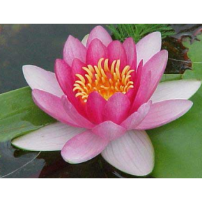 plante aquatique Nénuphar Attraction