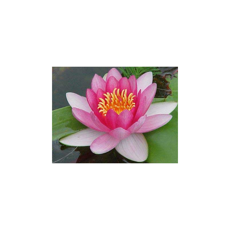 plante aquatique Nénuphar Attraction