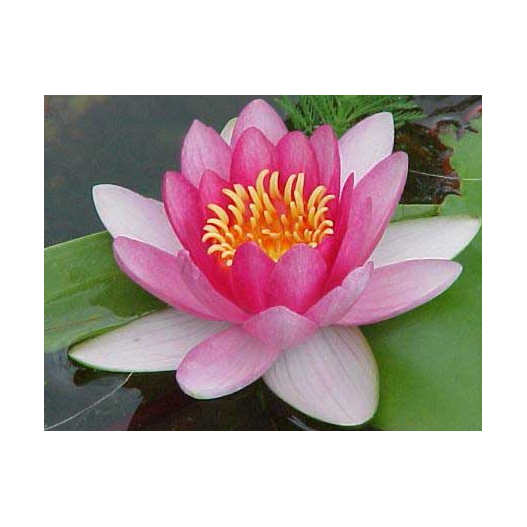 plante aquatique Nénuphar Attraction