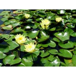 plante aquatique Nénuphar Colonel Welch